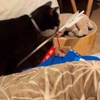 飼い主のそばを通り過ぎる破魔矢を咥えた猫