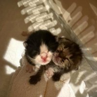 目が開いていない子猫2匹