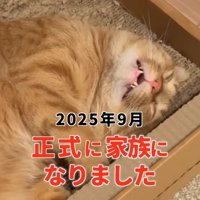 爪研ぎの中でひっくり返って寝ている猫
