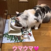 ごはんを食べる猫