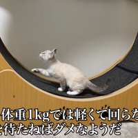 テロップ「やはり体重～」