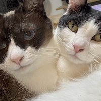 くっつく2匹の猫