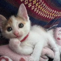 目がぱっちり開いた子猫
