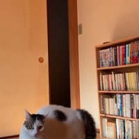 やんのかステップ