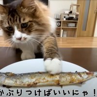 テーブルの上のサンマに前足で触る猫