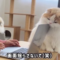 画面を揺らすレモンくん