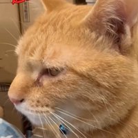 女性の声に反応して鳴く猫