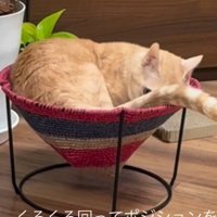 ハンモックに入る猫