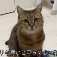 1ミリも悪いと思っていない顔で見つめるみにらくん 