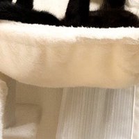 キャットタワーのハンモックでくつろぐ猫