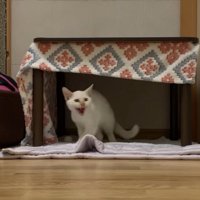 テーブルの下でシャーをしている子猫