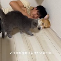 犬と猫と寝ている飼い主と仲間に入りたい猫