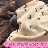 「今日も猫姉様が...」のテロップ写真2