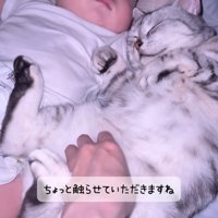 猫のお腹をくすぐる