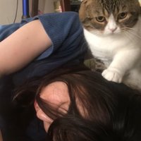 飼い主の頭をカキカキする猫