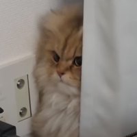 ムッとした顔の猫