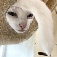 ハンモックから顔を出す猫