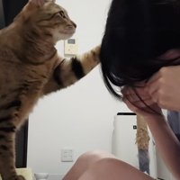 泣き真似をする飼い主さんを慰めるキジトラ猫