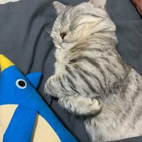 エアーで抱きしめる猫