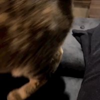 飼い主の足の上を歩いて行く猫