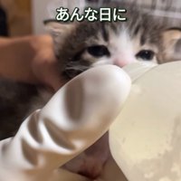ミルクを飲む
