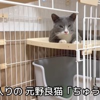 テロップ「新入りの元野良猫～」