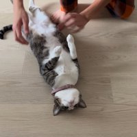 仰向けになって寝転がる猫