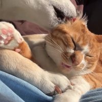 目を閉じている猫の耳を舐めている柴犬