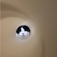 キッチンペーパーの芯の向こうにいる猫