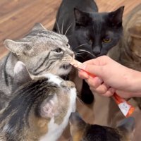 おやつを食べる猫