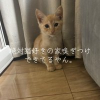 カーテンの前の子猫