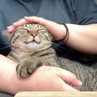 抱っこされて嬉しそうな猫