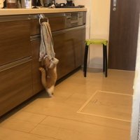 後ろ足で立ってタオルに顔を埋めている猫