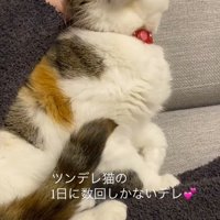 自分を撫でる飼い主を見つめる猫