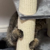 キャットタワーに隠れる猫さん