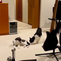 妹猫の匂いを嗅ぐ兄猫