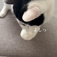 ガッツポーズをする猫