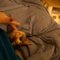 あごを撫でられる猫1