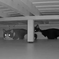 見守りカメラにうつる猫