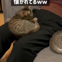 膝の上に乗る子猫
