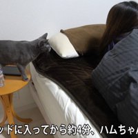 ベッドサイドにいる猫