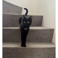 階段にいる猫