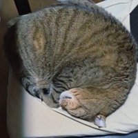 猫の様子を確認する飼い主