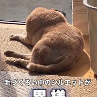 シルエットが異様な猫
