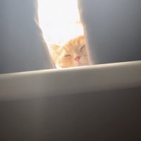 日向ぼっこするサイベリアン