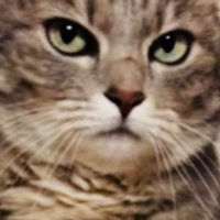 キャットタワーのベッドの上で飼い主を睨むサバトラ猫