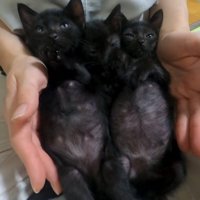 太った猫