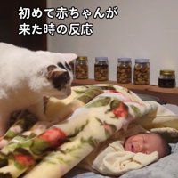赤ちゃんを覗き込む猫