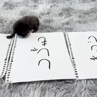 ししゃもという文字をじっと見つめている子猫