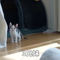 立ち上がってこちらを見ている子猫